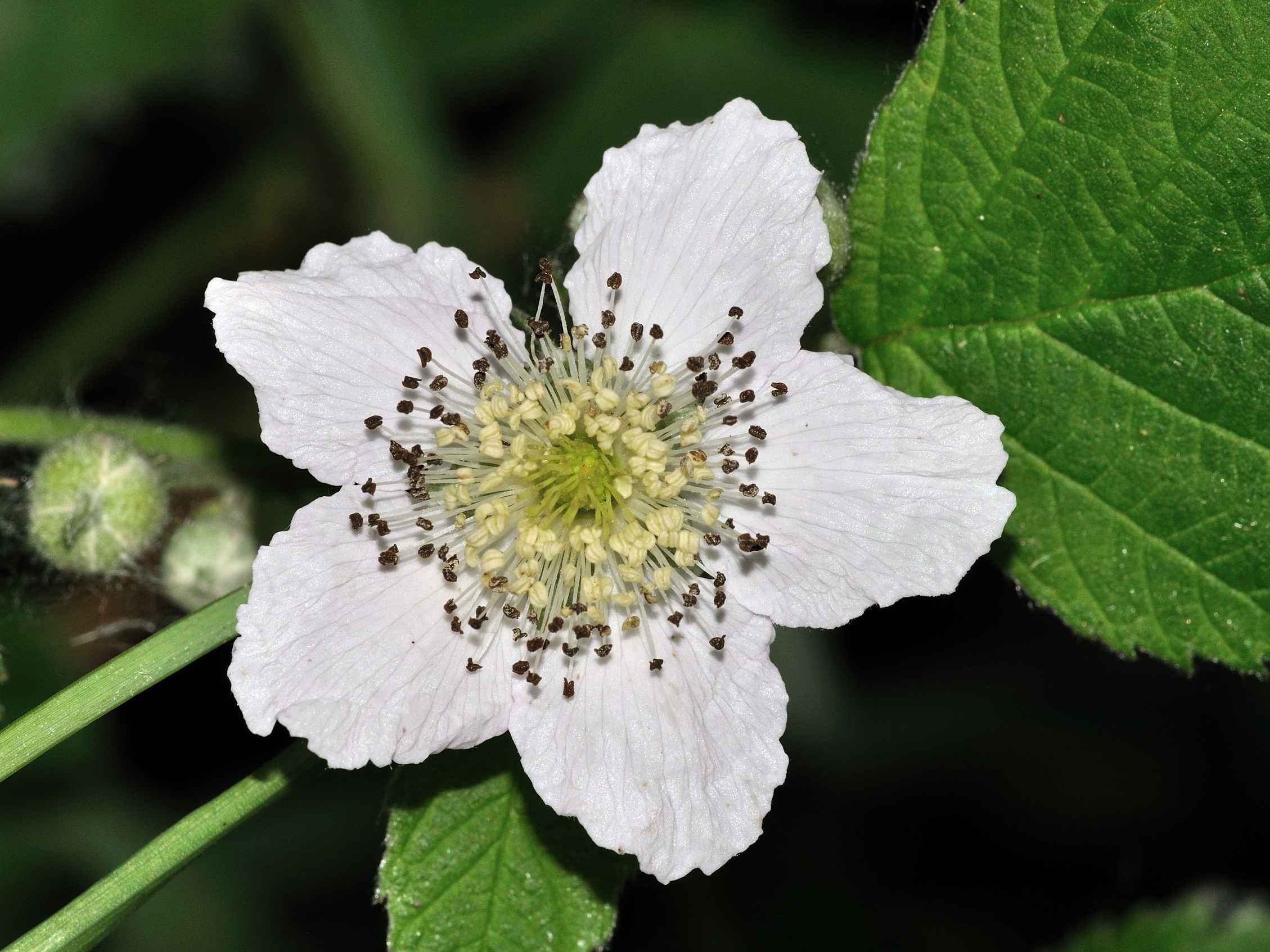 ID Fiore - Rubus sp.
